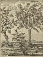 An illustration from Naukeurige beschrijvinge der Afrikaensche gewesten van Egypten, Barbaryen, Libyen, Biledulgerid, Negroslant, Guinea, Ethiopiën, Abyssinie ... : getrokken uit verscheyde hedendaegse lantbeschrijvers en geschriften van bereisde ondersoekers dier landen (1668)
