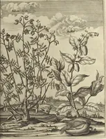 An illustration from Naukeurige beschrijvinge der Afrikaensche gewesten van Egypten, Barbaryen, Libyen, Biledulgerid, Negroslant, Guinea, Ethiopiën, Abyssinie ... : getrokken uit verscheyde hedendaegse lantbeschrijvers en geschriften van bereisde ondersoekers dier landen (1668)