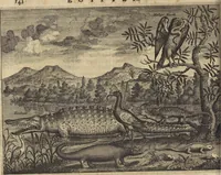 An illustration from Naukeurige beschrijvinge der Afrikaensche gewesten van Egypten, Barbaryen, Libyen, Biledulgerid, Negroslant, Guinea, Ethiopiën, Abyssinie ... : getrokken uit verscheyde hedendaegse lantbeschrijvers en geschriften van bereisde ondersoekers dier landen (1668)