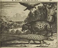 Picture 90 of 144 from Naukeurige beschrijvinge der Afrikaensche gewesten van Egypten, Barbaryen, Libyen, Biledulgerid, Negroslant, Guinea, Ethiopiën, Abyssinie ... : getrokken uit verscheyde hedendaegse lantbeschrijvers en geschriften van bereisde ondersoekers dier landen (1668), leaf 556