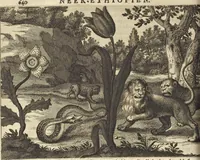 An illustration from Naukeurige beschrijvinge der Afrikaensche gewesten van Egypten, Barbaryen, Libyen, Biledulgerid, Negroslant, Guinea, Ethiopiën, Abyssinie ... : getrokken uit verscheyde hedendaegse lantbeschrijvers en geschriften van bereisde ondersoekers dier landen (1668)