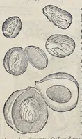 An illustration from Le second livre, journal ou comptoir, contenant le vray discours et narration historique, du voyage fait par les huit navires d'Amsterdam, au mois de mars l'an 1598, sous la conduite de l'admiral Iaques Cornille Nec, & du vice-admiral VVibrant de VVarvvic : de leur voyage & choses plus memorables eux audit voyage survenuës, de leur riche charge & sain retour ... : orné avec beaucoup de lames d'arain & cartes, joint leurs explications : aussi est icy adiousté un vocabulaire des mots françois, javans & malaites (1609)