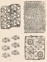 An illustration from Block prints from India for textiles (1924)