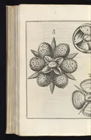 Picture 17 of 33 from Architectura civilis, das ist, Eigentlich Beschreibung wie Ma[nn] nach bester Form vnd gerechter Regul ... (1628), leaf 139