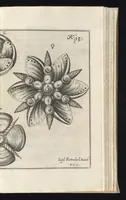 Picture 18 of 33 from Architectura civilis, das ist, Eigentlich Beschreibung wie Ma[nn] nach bester Form vnd gerechter Regul ... (1628), leaf 140