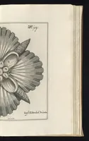An illustration from Architectura civilis, das ist, Eigentlich Beschreibung wie Ma[nn] nach bester Form vnd gerechter Regul ... (1628)
