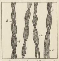 An illustration from Das Färben und Bleichen : von Baumwolle, Wolle, Seide, Jute, Leinen, etc : in unversponnenen Zustande, al Garn und al Stückware : Praktisches Hilfs- und Lehrbuch bearbeitet für Färber und Färberei-Chemiker, sowie zum Unterricht in Fachschulen, mit zahlreichen Maschinenzeichnungen (1889)