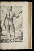 An illustration from Adriani Spigelii Bruxellensis equitis D. Marci, olim in Patavino gymnasio anatomiae et chirurgiae professoris primarii Opera quae extant, omnia (1645)
