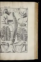 An illustration from Adriani Spigelii Bruxellensis equitis D. Marci, olim in Patavino gymnasio anatomiae et chirurgiae professoris primarii Opera quae extant, omnia (1645)