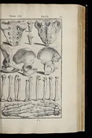 An illustration from Adriani Spigelii Bruxellensis equitis D. Marci, olim in Patavino gymnasio anatomiae et chirurgiae professoris primarii Opera quae extant, omnia (1645)