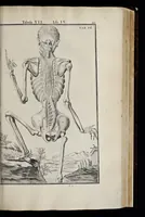 An illustration from Adriani Spigelii Bruxellensis equitis D. Marci, olim in Patavino gymnasio anatomiae et chirurgiae professoris primarii Opera quae extant, omnia (1645)