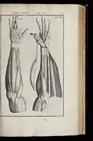 An illustration from Adriani Spigelii Bruxellensis equitis D. Marci, olim in Patavino gymnasio anatomiae et chirurgiae professoris primarii Opera quae extant, omnia (1645)
