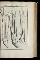 An illustration from Adriani Spigelii Bruxellensis equitis D. Marci, olim in Patavino gymnasio anatomiae et chirurgiae professoris primarii Opera quae extant, omnia (1645)