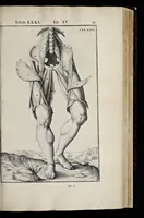 An illustration from Adriani Spigelii Bruxellensis equitis D. Marci, olim in Patavino gymnasio anatomiae et chirurgiae professoris primarii Opera quae extant, omnia (1645)