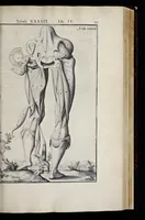 An illustration from Adriani Spigelii Bruxellensis equitis D. Marci, olim in Patavino gymnasio anatomiae et chirurgiae professoris primarii Opera quae extant, omnia (1645)