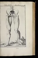 An illustration from Adriani Spigelii Bruxellensis equitis D. Marci, olim in Patavino gymnasio anatomiae et chirurgiae professoris primarii Opera quae extant, omnia (1645)
