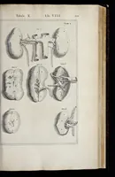 An illustration from Adriani Spigelii Bruxellensis equitis D. Marci, olim in Patavino gymnasio anatomiae et chirurgiae professoris primarii Opera quae extant, omnia (1645)