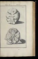 An illustration from Adriani Spigelii Bruxellensis equitis D. Marci, olim in Patavino gymnasio anatomiae et chirurgiae professoris primarii Opera quae extant, omnia (1645)