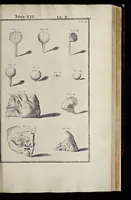 An illustration from Adriani Spigelii Bruxellensis equitis D. Marci, olim in Patavino gymnasio anatomiae et chirurgiae professoris primarii Opera quae extant, omnia (1645)