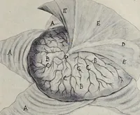 Picture 36 of 43 from Adriani Spigelii Bruxellensis equitis D. Marci, olim in Patavino gymnasio anatomiae et chirurgiae professoris primarii Opera quae extant, omnia (1645), leaf 588