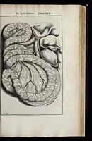 An illustration from Adriani Spigelii Bruxellensis equitis D. Marci, olim in Patavino gymnasio anatomiae et chirurgiae professoris primarii Opera quae extant, omnia (1645)