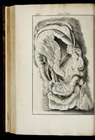 An illustration from Adriani Spigelii Bruxellensis equitis D. Marci, olim in Patavino gymnasio anatomiae et chirurgiae professoris primarii Opera quae extant, omnia (1645)