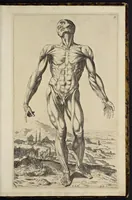Picture 3 of 15 from Notomie di Titiano ... (1685), leaf 20