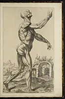 Picture 4 of 15 from Notomie di Titiano ... (1685), leaf 24