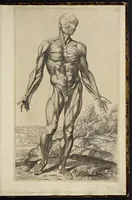 An illustration from Notomie di Titiano ... (1685)