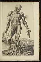 Picture 6 of 15 from Notomie di Titiano ... (1685), leaf 32
