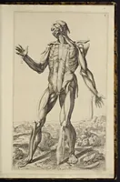 An illustration from Notomie di Titiano ... (1685)