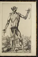 An illustration from Notomie di Titiano ... (1685)