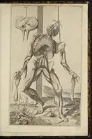 An illustration from Notomie di Titiano ... (1685)