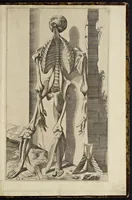 An illustration from Notomie di Titiano ... (1685)
