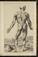 Picture 11 of 15 from Notomie di Titiano ... (1685), leaf 52