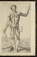 An illustration from Notomie di Titiano ... (1685)