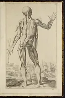 Picture 13 of 15 from Notomie di Titiano ... (1685), leaf 60
