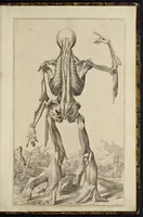 An illustration from Notomie di Titiano ... (1685)