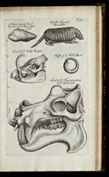 An illustration from Musaeum Regalis Societatis, or, A catalogue & description of the natural and artificial rarities belonging to the Royal Society, and preserved at Gresham Colledge (1681)