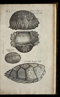 Picture 4 of 31 from Musaeum Regalis Societatis, or, A catalogue & description of the natural and artificial rarities belonging to the Royal Society, and preserved at Gresham Colledge (1681), leaf 458