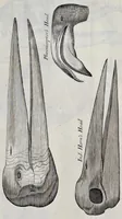 Picture 5 of 31 from Musaeum Regalis Societatis, or, A catalogue & description of the natural and artificial rarities belonging to the Royal Society, and preserved at Gresham Colledge (1681), leaf 462