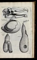 An illustration from Musaeum Regalis Societatis, or, A catalogue & description of the natural and artificial rarities belonging to the Royal Society, and preserved at Gresham Colledge (1681)