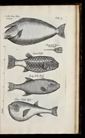 An illustration from Musaeum Regalis Societatis, or, A catalogue & description of the natural and artificial rarities belonging to the Royal Society, and preserved at Gresham Colledge (1681)