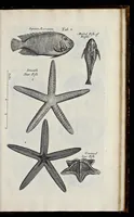 An illustration from Musaeum Regalis Societatis, or, A catalogue & description of the natural and artificial rarities belonging to the Royal Society, and preserved at Gresham Colledge (1681)