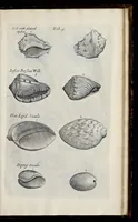 Picture 9 of 31 from Musaeum Regalis Societatis, or, A catalogue & description of the natural and artificial rarities belonging to the Royal Society, and preserved at Gresham Colledge (1681), leaf 470