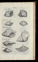 An illustration from Musaeum Regalis Societatis, or, A catalogue & description of the natural and artificial rarities belonging to the Royal Society, and preserved at Gresham Colledge (1681)