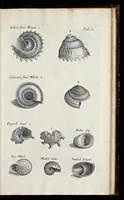 An illustration from Musaeum Regalis Societatis, or, A catalogue & description of the natural and artificial rarities belonging to the Royal Society, and preserved at Gresham Colledge (1681)