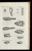 An illustration from Musaeum Regalis Societatis, or, A catalogue & description of the natural and artificial rarities belonging to the Royal Society, and preserved at Gresham Colledge (1681)