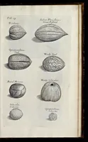 An illustration from Musaeum Regalis Societatis, or, A catalogue & description of the natural and artificial rarities belonging to the Royal Society, and preserved at Gresham Colledge (1681)