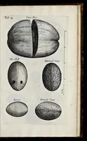 Picture 15 of 31 from Musaeum Regalis Societatis, or, A catalogue & description of the natural and artificial rarities belonging to the Royal Society, and preserved at Gresham Colledge (1681), leaf 482